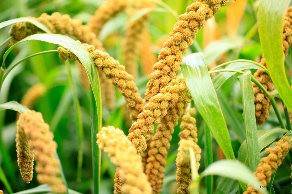 Millet plant